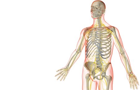 simsearch:671-02098491,k - The nerves of the upper body Foto de stock - Sin royalties Premium, Código: 671-02096736