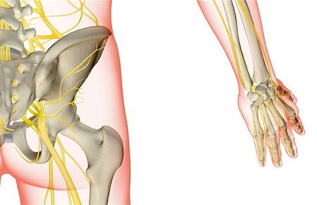 système nerveux - Les nerfs de la hanche Photographie de stock - Premium Libres de Droits, Code: 671-02096745