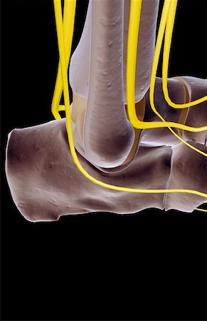 simsearch:671-02097719,k - The nerves of the foot Foto de stock - Sin royalties Premium, Código: 671-02096747