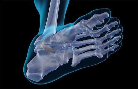 simsearch:671-02093078,k - The bones of the foot Stock Photo - Premium Royalty-Free, Code: 671-02096743