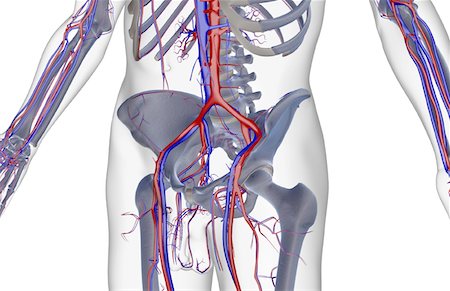 femoral vein - The blood supply of the lower body Stock Photo - Premium Royalty-Free, Code: 671-02096769