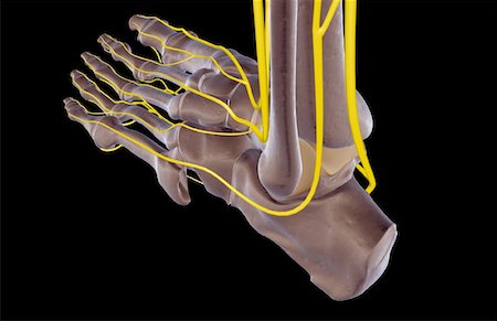 The nerves of the foot Foto de stock - Sin royalties Premium, Código: 671-02096784