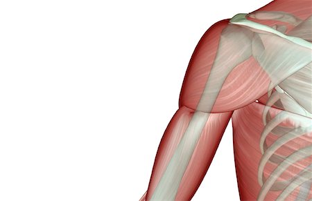 shoulder illustration - The musculoskeleton of the shoulder Stock Photo - Premium Royalty-Free, Code: 671-02096813