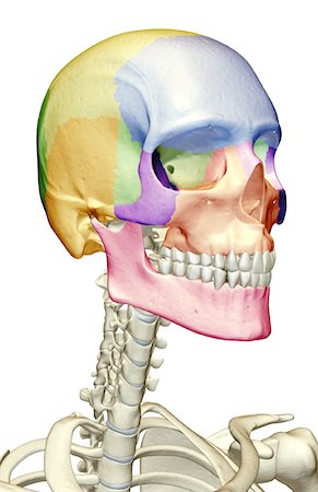 The bones of the head, neck and face Stock Photo - Premium Royalty-Free, Code: 671-02096824