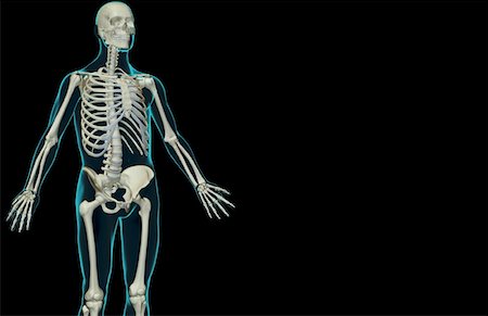 simsearch:671-02095632,k - The bones of the upper body Fotografie stock - Premium Royalty-Free, Codice: 671-02096847