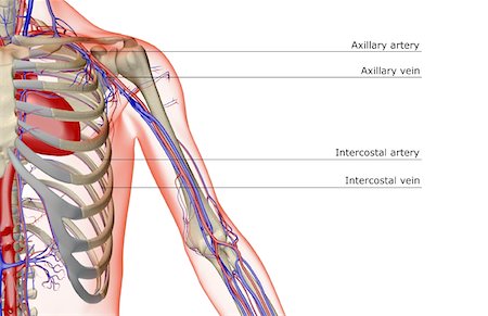 The blood supply of the shoulder and upper arm Stock Photo - Premium Royalty-Free, Code: 671-02096849