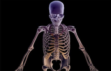 simsearch:671-02095586,k - The bones of the upper body Stock Photo - Premium Royalty-Free, Code: 671-02096858