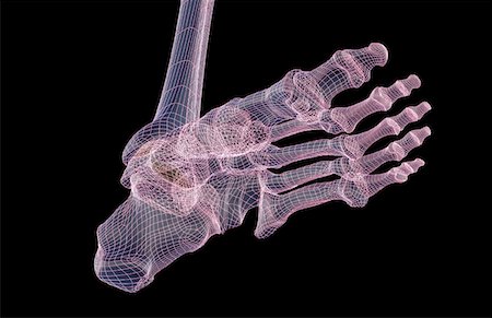 simsearch:671-02093078,k - The bones of the foot Stock Photo - Premium Royalty-Free, Code: 671-02096864