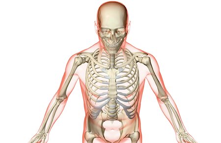 simsearch:671-02097189,k - The bones of the upper body Foto de stock - Sin royalties Premium, Código: 671-02096867