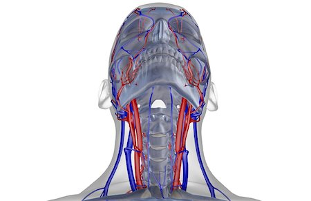 simsearch:671-02096554,k - The blood supply of the head and neck Fotografie stock - Premium Royalty-Free, Codice: 671-02096862