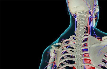 The blood supply of the head and neck Foto de stock - Sin royalties Premium, Código: 671-02096870