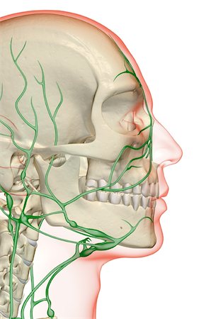 face illustration - The lymph supply of the head and face Stock Photo - Premium Royalty-Free, Code: 671-02096883