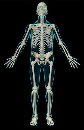 skeleton with black background - Le système squelettique Photographie de stock - Premium Libres de Droits, Code: 671-02096890