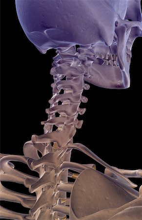 simsearch:671-02098620,k - The bones of the neck Fotografie stock - Premium Royalty-Free, Codice: 671-02096900