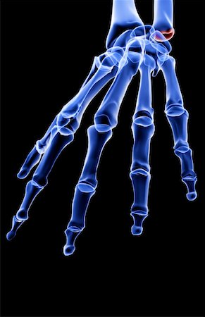 skeleton hand - The bones of the hand Stock Photo - Premium Royalty-Free, Code: 671-02096903