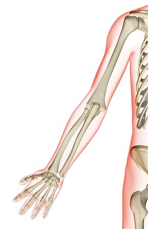 The bones of the upper limb Foto de stock - Sin royalties Premium, Código: 671-02096915