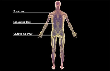 simsearch:671-02092967,k - Le système musculaire Photographie de stock - Premium Libres de Droits, Code: 671-02096924