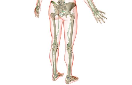 simsearch:671-02092645,k - L'approvisionnement des lymphatiques de la partie inférieure du corps Photographie de stock - Premium Libres de Droits, Code: 671-02096930