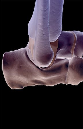 simsearch:671-02095525,k - The bones of the foot Stock Photo - Premium Royalty-Free, Code: 671-02096931