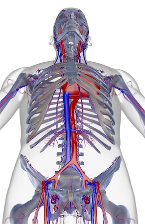 simsearch:671-02097409,k - The blood supply of the upper body Foto de stock - Sin royalties Premium, Código: 671-02096933