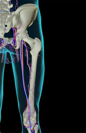 femoral vein - The blood supply of the hip and lower limb Stock Photo - Premium Royalty-Free, Code: 671-02096949