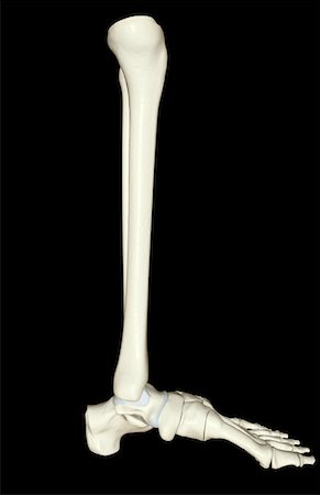 simsearch:671-02093078,k - The bones of the leg Stock Photo - Premium Royalty-Free, Code: 671-02096957