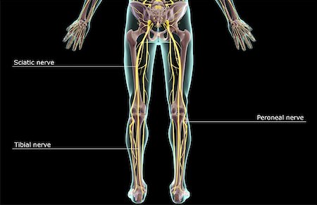 simsearch:671-02097719,k - The nerves of the lower body Foto de stock - Sin royalties Premium, Código: 671-02096958