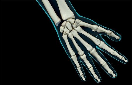 The bones of the hand Stock Photo - Premium Royalty-Free, Code: 671-02096959