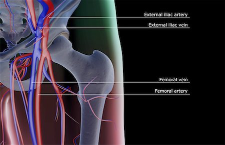 simsearch:671-02095935,k - L'approvisionnement en sang de la hanche Photographie de stock - Premium Libres de Droits, Code: 671-02096967