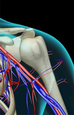 The blood supply of the shoulder Stock Photo - Premium Royalty-Free, Code: 671-02096960