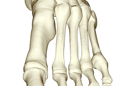 simsearch:671-02093078,k - The bones of the foot Stock Photo - Premium Royalty-Free, Code: 671-02096962
