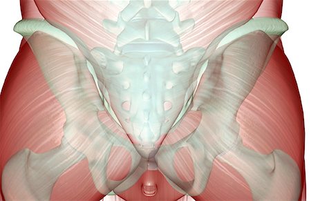 pelvis muscles - Le muscucardiovasculaires du bassin Photographie de stock - Premium Libres de Droits, Code: 671-02096979