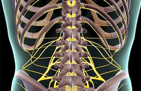 The nerves of the lower back Foto de stock - Sin royalties Premium, Código: 671-02096988