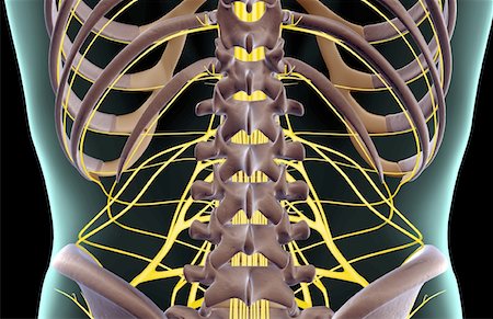 Les nerfs du bas du dos Photographie de stock - Premium Libres de Droits, Code: 671-02096988