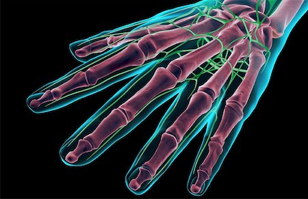 skeleton hand - The lymph supply of the hand Stock Photo - Premium Royalty-Free, Code: 671-02096989