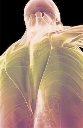 simsearch:671-02096698,k - The muscles of the upper body Stock Photo - Premium Royalty-Free, Code: 671-02096981