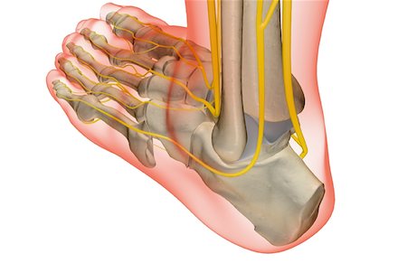 simsearch:671-02097719,k - The nerves of the foot Foto de stock - Sin royalties Premium, Código: 671-02096983