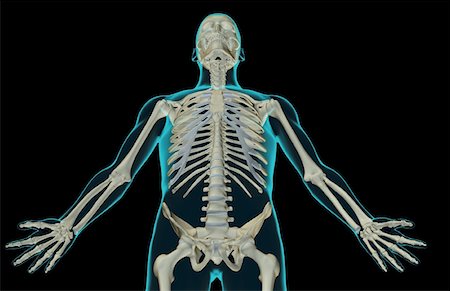 The bones of the upper body Stock Photo - Premium Royalty-Free, Code: 671-02097008