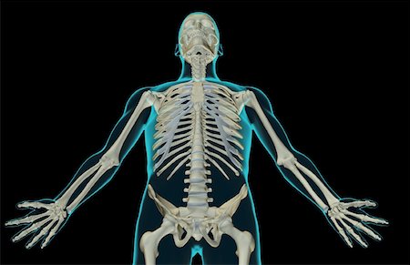 simsearch:671-02097189,k - The bones of the upper body Foto de stock - Sin royalties Premium, Código: 671-02097008