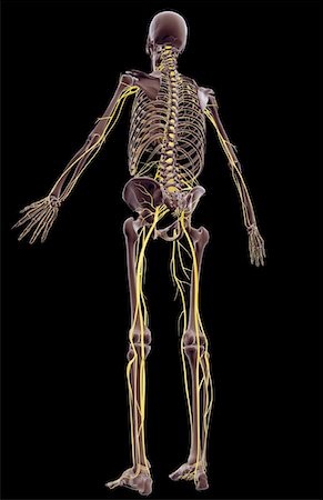 simsearch:671-02096698,k - The nervous system Stock Photo - Premium Royalty-Free, Code: 671-02097000