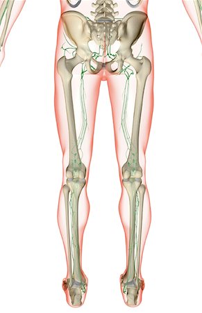 simsearch:671-02092645,k - L'approvisionnement des lymphatiques de la partie inférieure du corps Photographie de stock - Premium Libres de Droits, Code: 671-02097001
