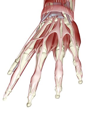 extensor digit minimi tendon - The muscles of the hand Stock Photo - Premium Royalty-Free, Code: 671-02097016