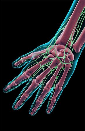 skeleton hand - The lymph supply of the hand Stock Photo - Premium Royalty-Free, Code: 671-02097019