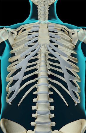 simsearch:671-02095586,k - The bones of the trunk Stock Photo - Premium Royalty-Free, Code: 671-02097010