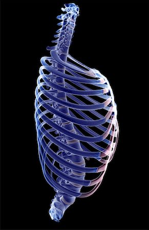 side view ribs anatomy - The thorax Stock Photo - Premium Royalty-Free, Code: 671-02097011