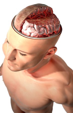 The arteries of the brain Stock Photo - Premium Royalty-Free, Code: 671-02097027