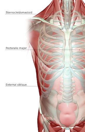 simsearch:671-02098919,k - The musculoskeleton of the trunk Foto de stock - Sin royalties Premium, Código: 671-02097035