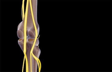 simsearch:671-02097719,k - The nerves of the knee Foto de stock - Sin royalties Premium, Código: 671-02097036