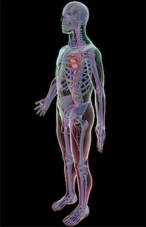 simsearch:671-02098380,k - The vascular system Fotografie stock - Premium Royalty-Free, Codice: 671-02097056