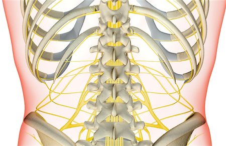 The nerves of the lower back Foto de stock - Sin royalties Premium, Código: 671-02097069